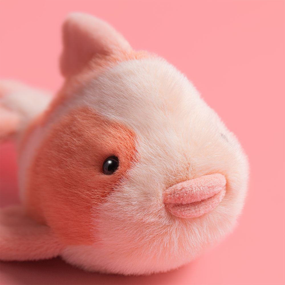 Close-up of Fancy Carp face with black bead eyes and pouty pink lips