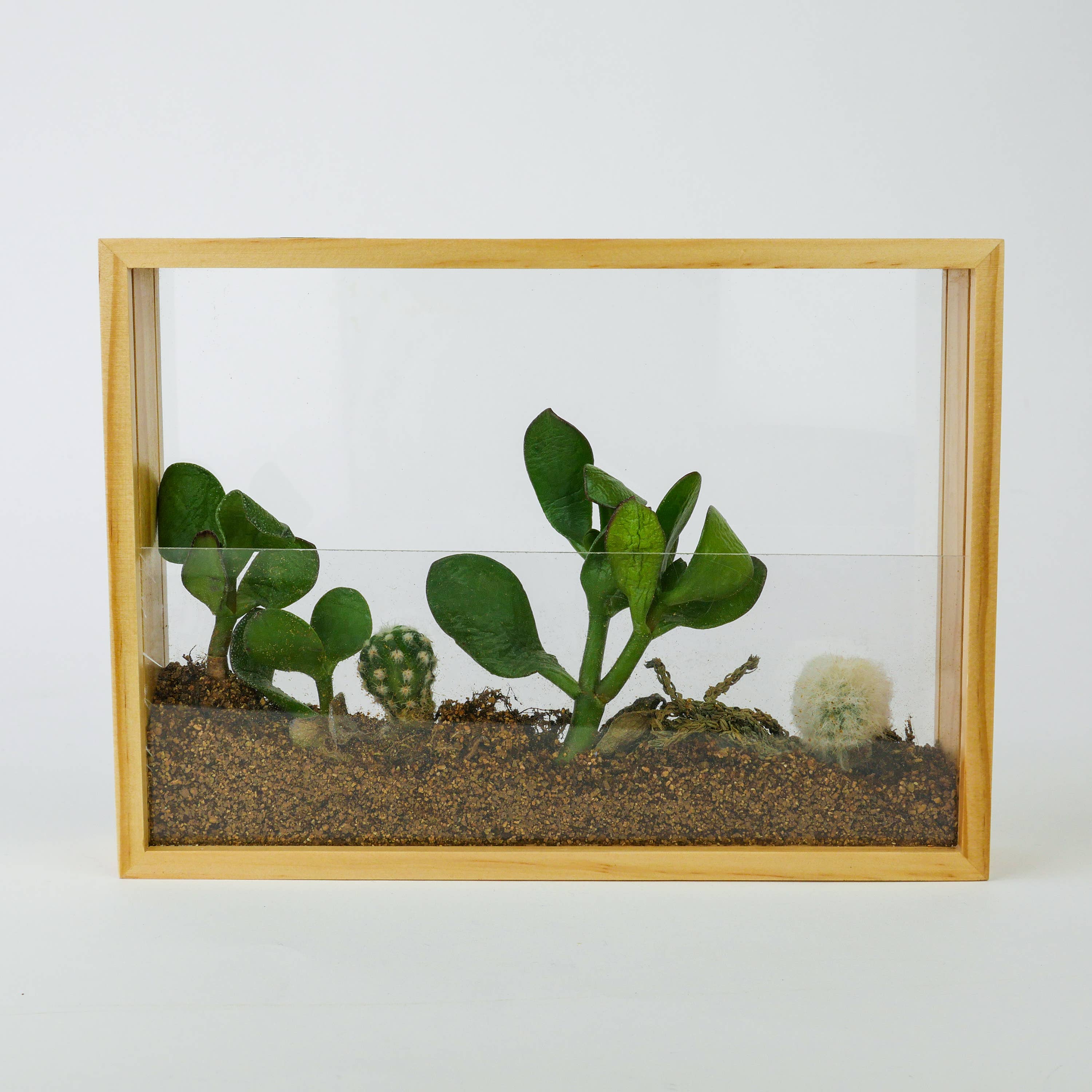 Vertical Garden wooden frame planted with succulents on white background